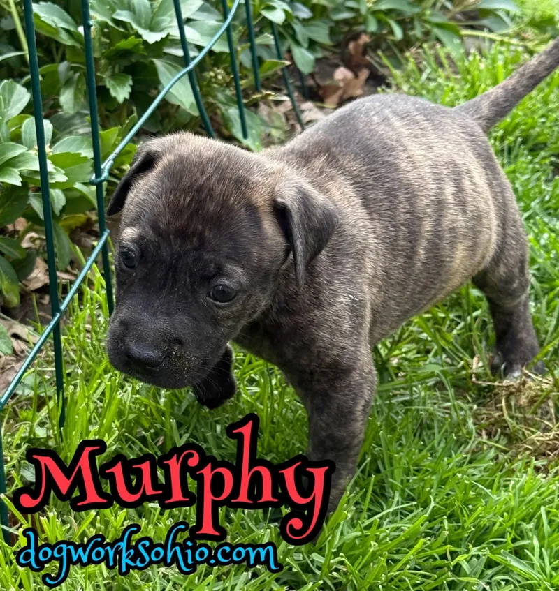 Dublin. . Murphy. . thumbnail 2