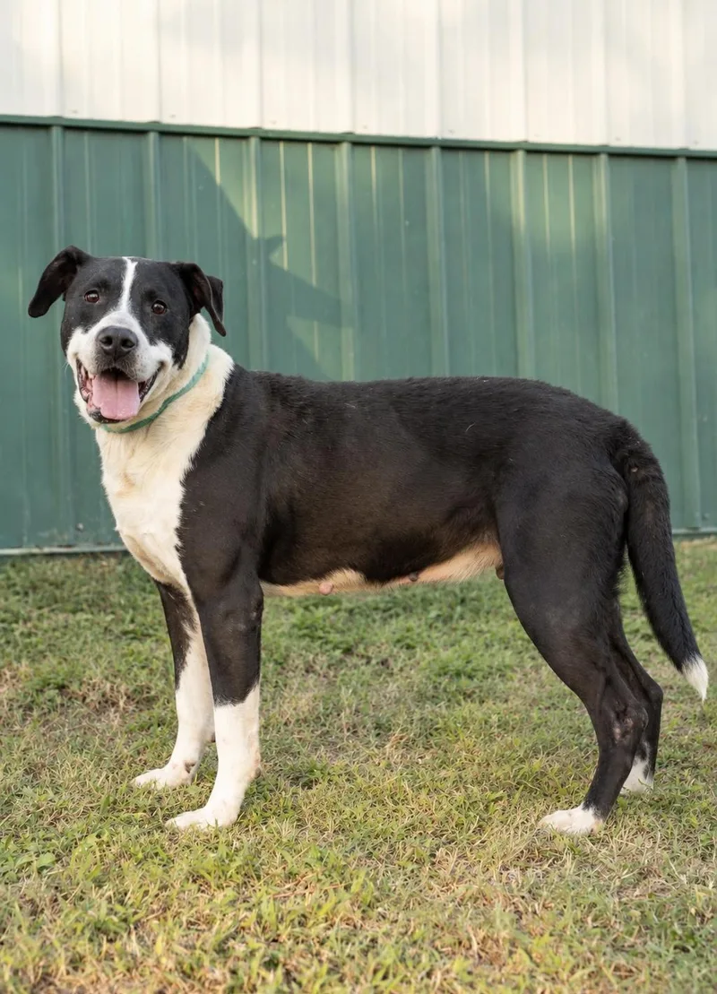 An adult large-sized male Pit Bull Terrier dog named Dexter for adoption in Dixon, KY