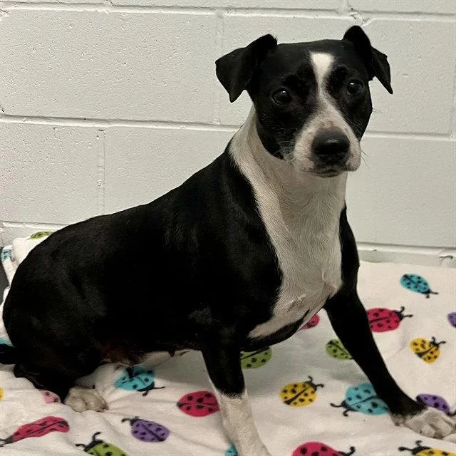 A senior medium-sized female American Staffordshire Terrier dog named Wiggles for adoption in Tavares, FL