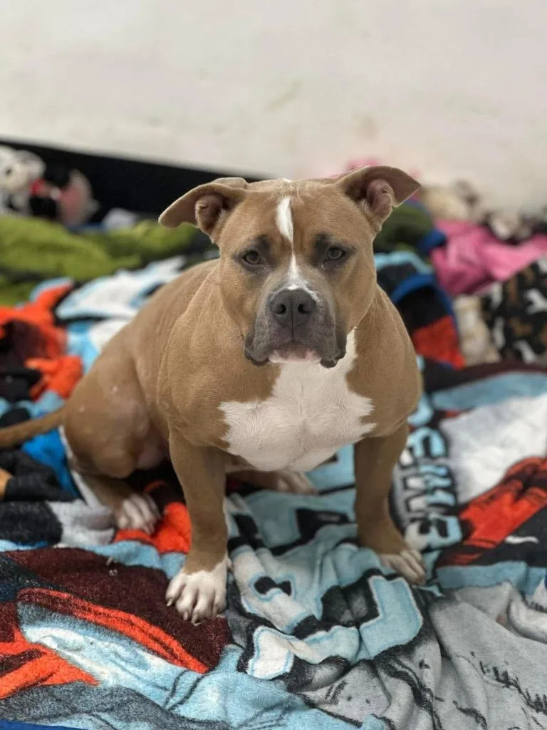 An adult medium-sized female Boxer dog named Nala for adoption in Marion, OH