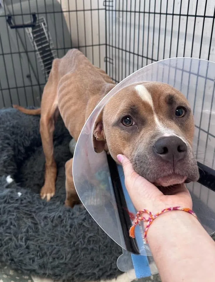 Nala thumbnail 2