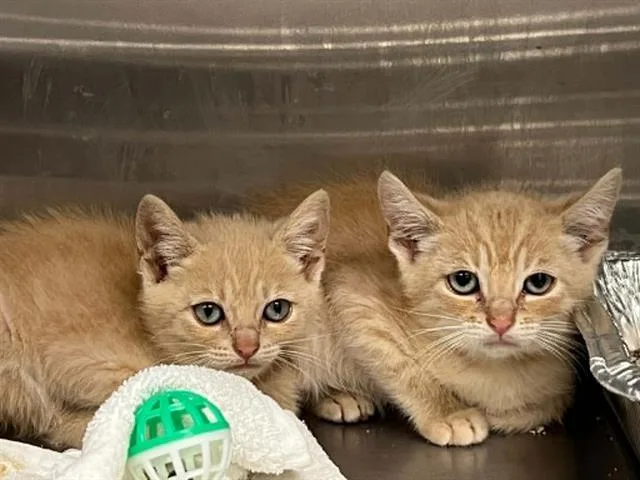 A baby small-sized male Domestic Short Hair cat named A for adoption in Tustin, CA