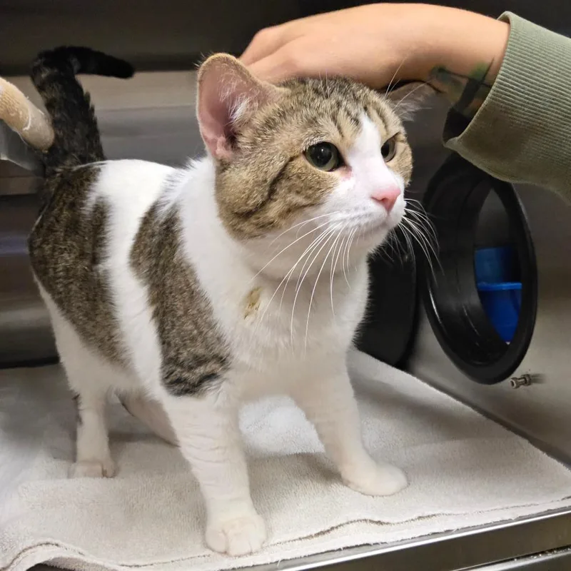 An adult large-sized male Brown / Chocolate Domestic Short Hair cat named Moe for adoption in Bristol, IN