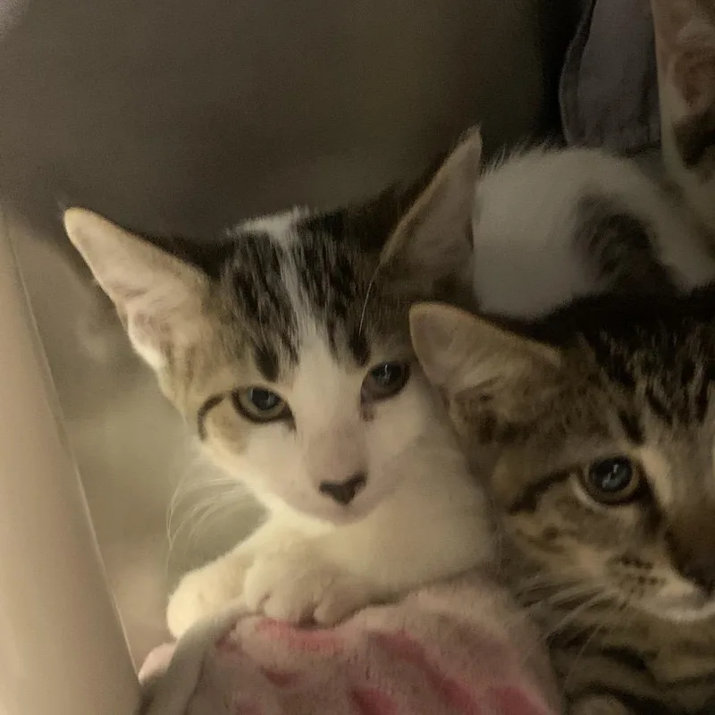 A baby small-sized female White Domestic Short Hair cat named Rica for adoption in West Palm Beach, FL