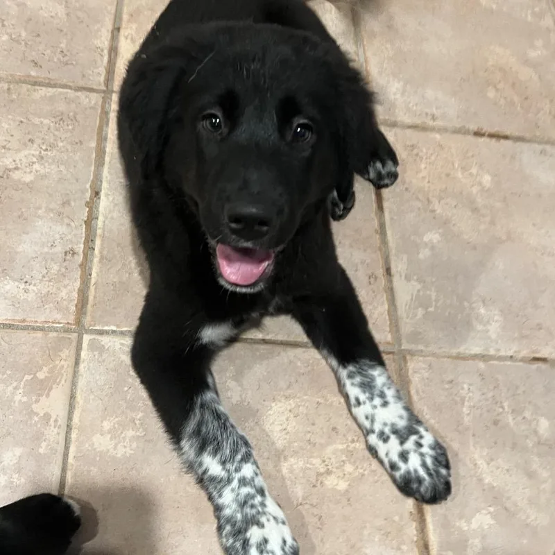 A baby large-sized female Great Pyrenees dog named Bumblebee for adoption in Cumming, GA