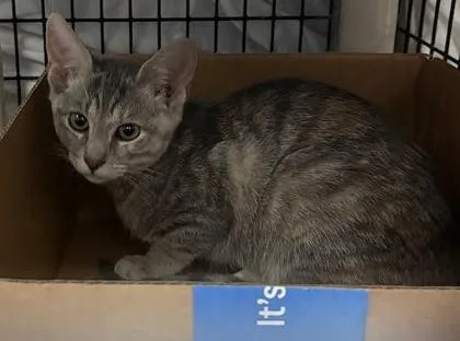 A baby small-sized female Domestic Short Hair cat named Crystal for adoption in Washington, DC