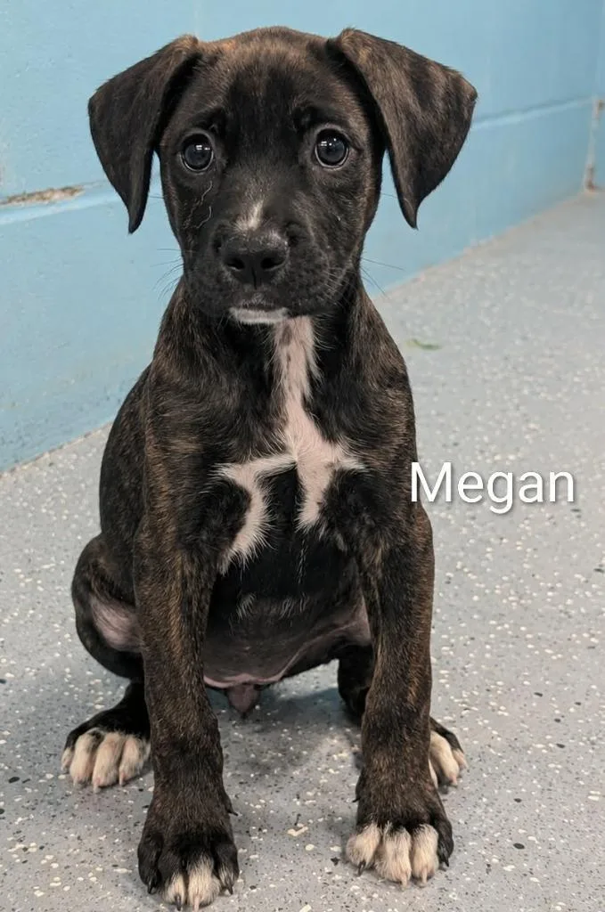 Megan