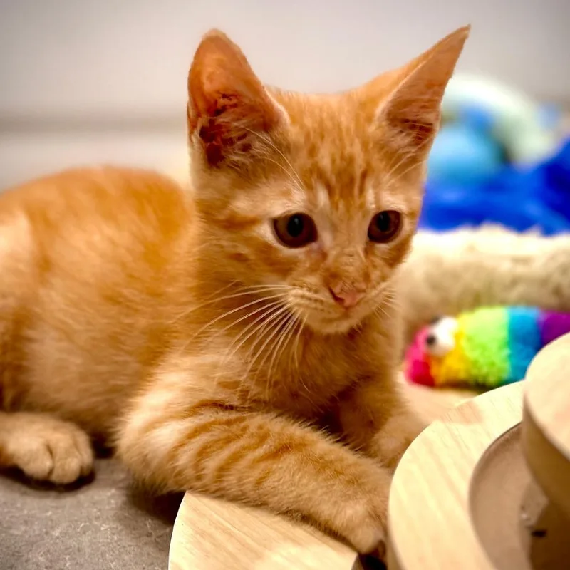 A baby small-sized male Orange / Red Domestic Short Hair cat named Stormy for adoption in Houston, TX