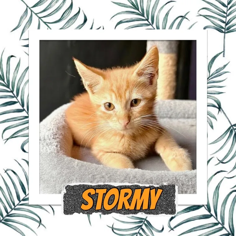 Stormy thumbnail 2