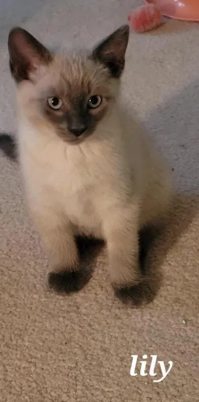 Lily