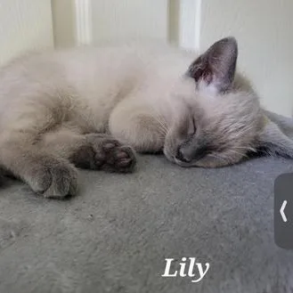 Lily thumbnail 4