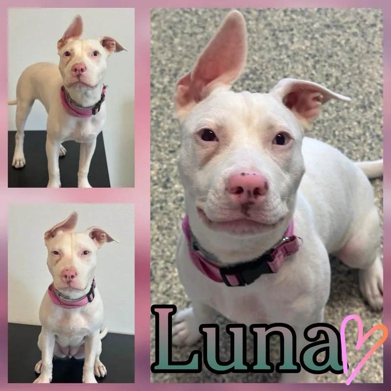 Luna Love