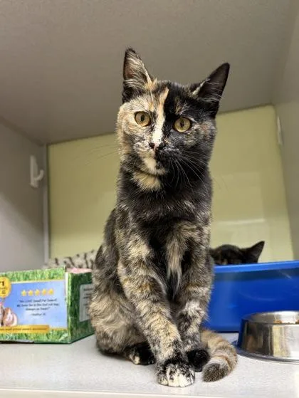 A baby small-sized female Domestic Short Hair cat named Bianca for adoption in Divide, CO