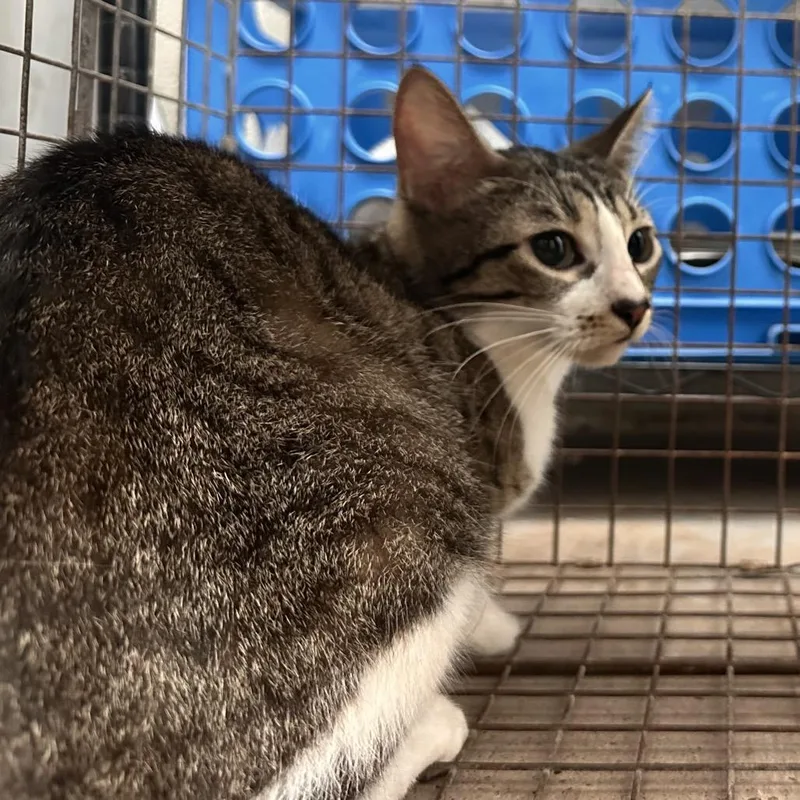 An adult medium-sized female Brown / Chocolate Domestic Short Hair cat named Jeans for adoption in Edinburg, TX