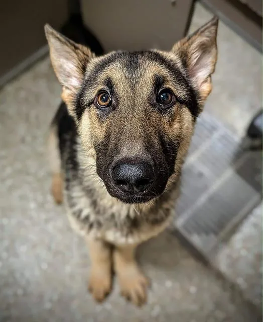 A young medium-sized male German Shepherd Dog dog named Murray for adoption in Clyde, NC