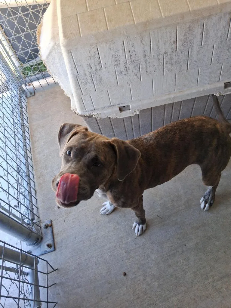 A baby large-sized male Pit Bull Terrier dog named Andy for adoption in Brownwood, TX