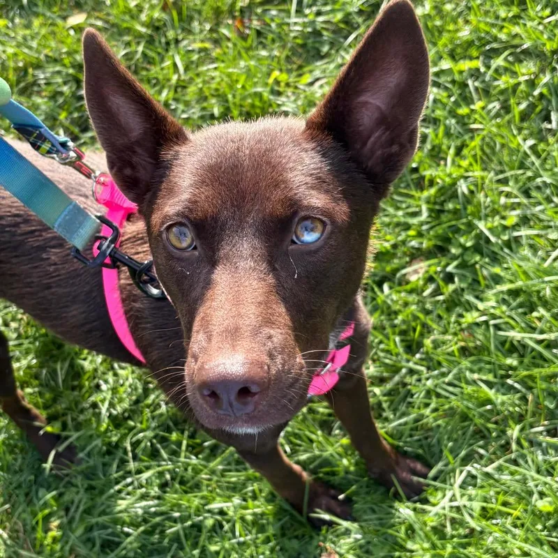 An adult medium-sized female Black Mixed Breed dog named Mimi for adoption in Wantagh, NY