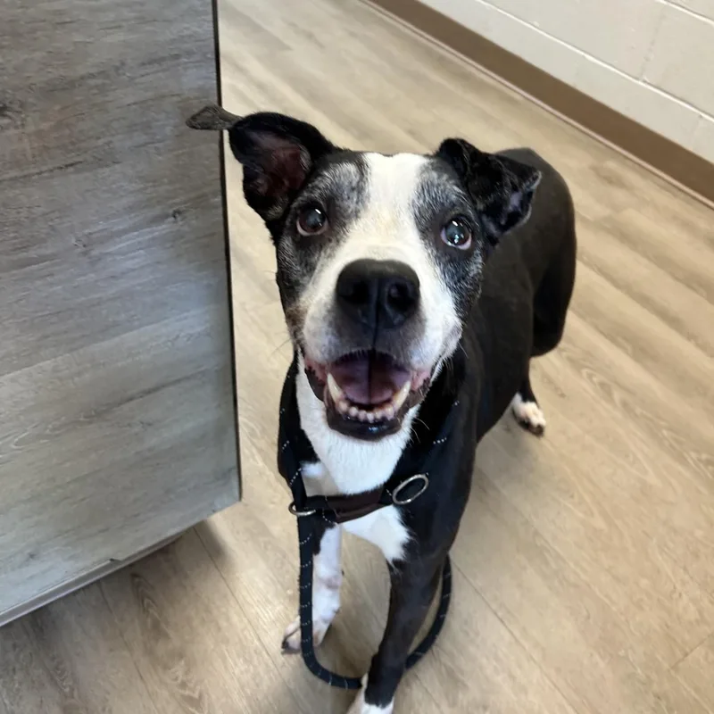 A senior medium-sized female Whippet dog named Paris for adoption in Triadelphia, WV