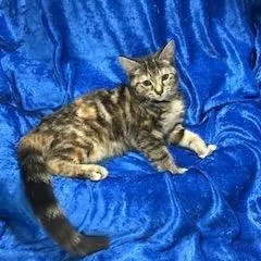 Tatianna thumbnail 3