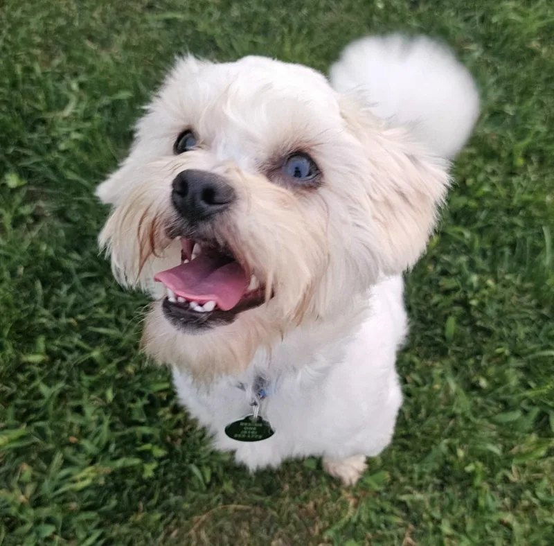 A young small-sized male White / Cream Shih Tzu dog named Otis for adoption in Fenton, MI