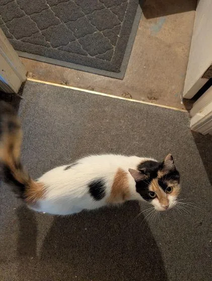 An adult large-sized female Calico cat named Charlotte for adoption in Middletown, CT