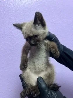 A baby small-sized female Brown / Chocolate Siamese cat named Jellyfish for adoption in El Paso, TX