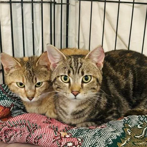 A young medium-sized female Torbie Domestic Short Hair cat named Maple for adoption in Gordonsville, TN