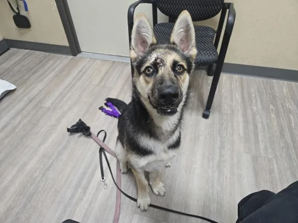 A young large-sized male German Shepherd Dog dog named Chop for adoption in Oceanside, CA