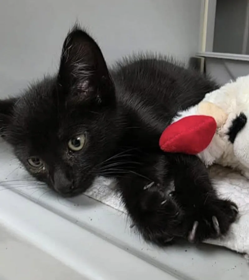 A baby small-sized male Black Domestic Short Hair cat named Aang c Patterson for adoption in Saunderstown, RI