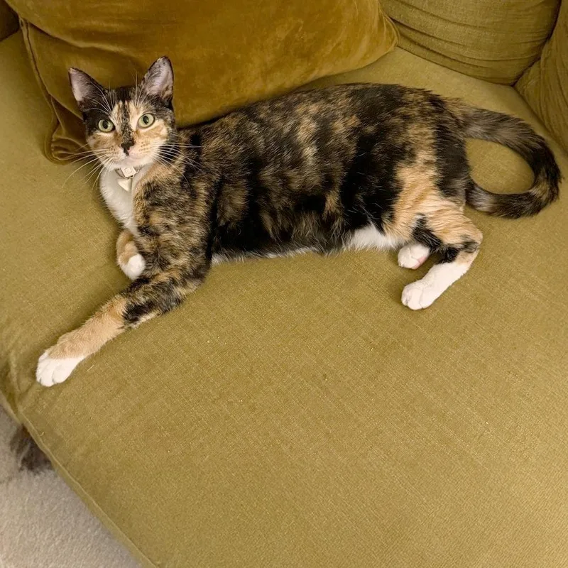 An adult large-sized female Orange / Red Domestic Short Hair cat named Extra Ice for adoption in Austin, TX