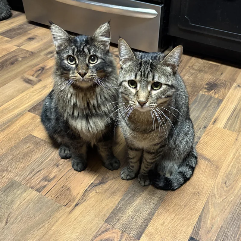 Mr. Floof thumbnail 4