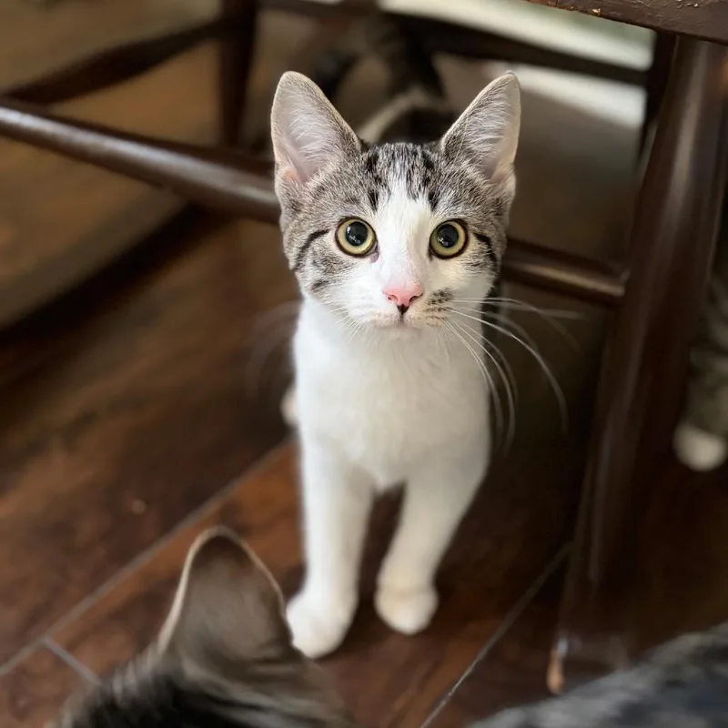 A baby small-sized female Brown / Chocolate Domestic Short Hair cat named Rosary for adoption in Mount Laurel, NJ
