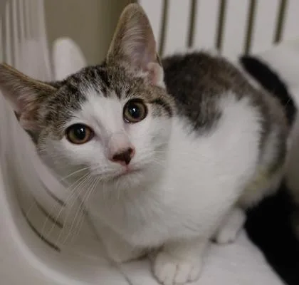 A baby medium-sized female Domestic Short Hair cat named Montana for adoption in Baraboo, WI