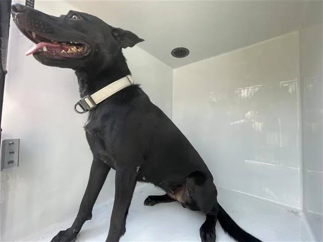 A young medium-sized female Husky dog named A for adoption in Houston, TX