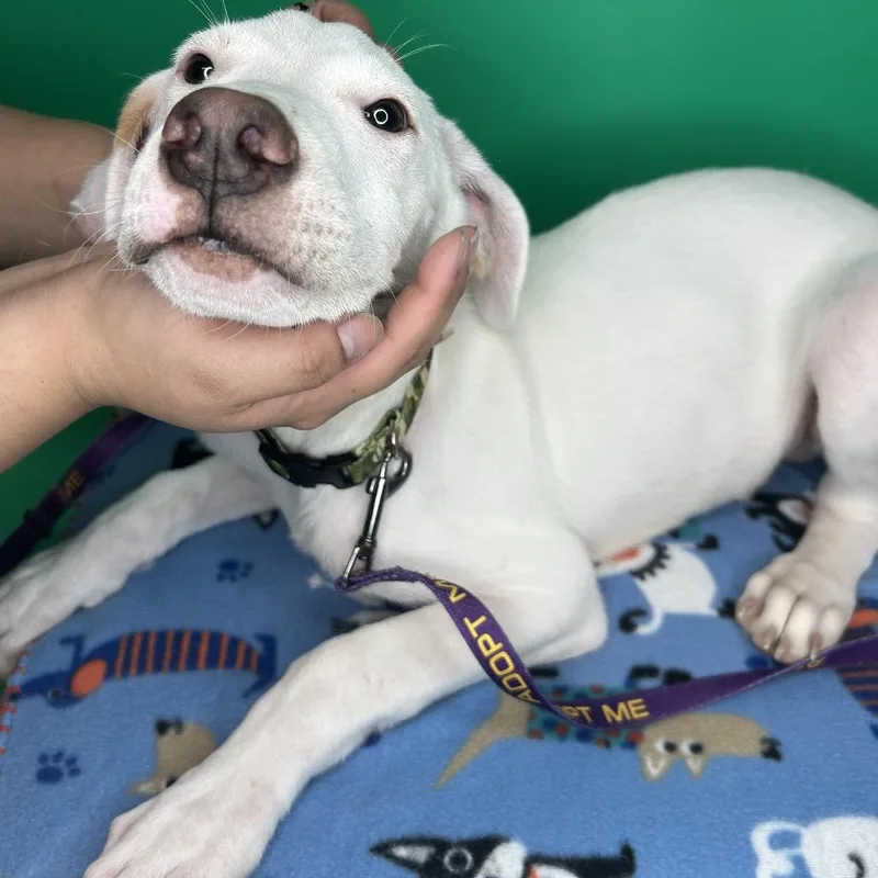 A baby small-sized male White / Cream Labrador Retriever dog named Queso for adoption in San Antonio, TX