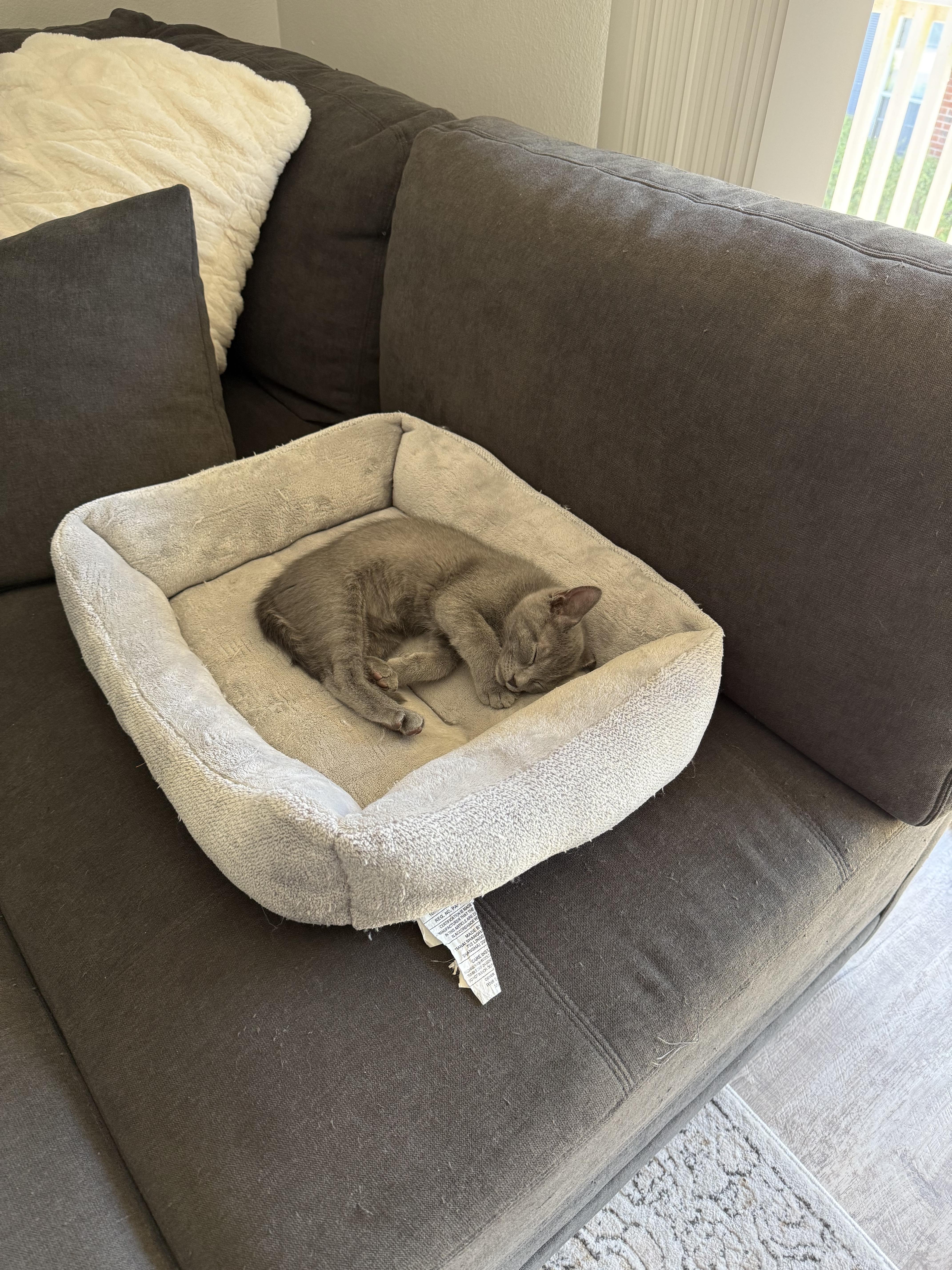 A baby small-sized female Domestic Short Hair cat named Lady Gaga for adoption in Canton, CT