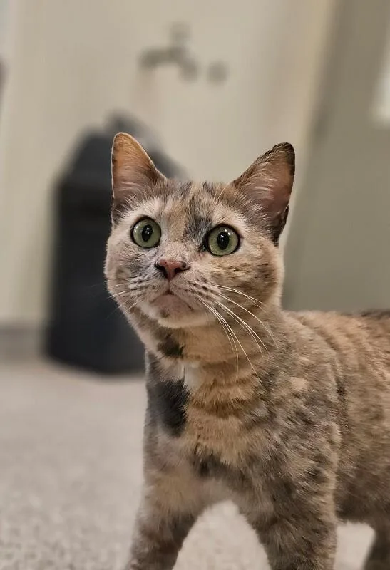 Butterscotch thumbnail 2