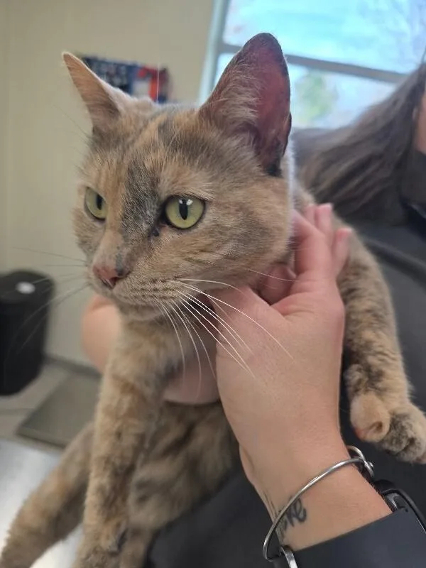 Butterscotch thumbnail 3