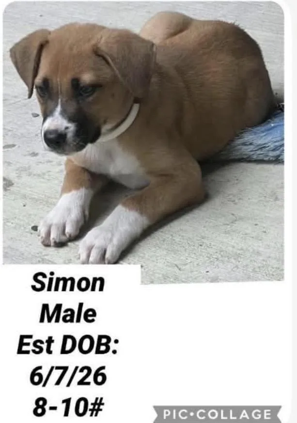 Simon thumbnail 3
