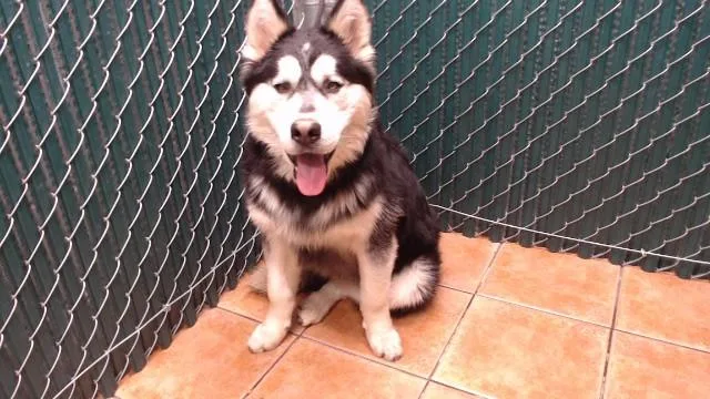 A young medium-sized male Siberian Husky dog named Helia for adoption in Downey, CA