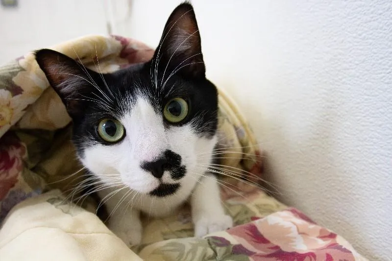 An adult medium-sized male Black & White / Tuxedo Domestic Short Hair cat named Link for adoption in Arlington, WA