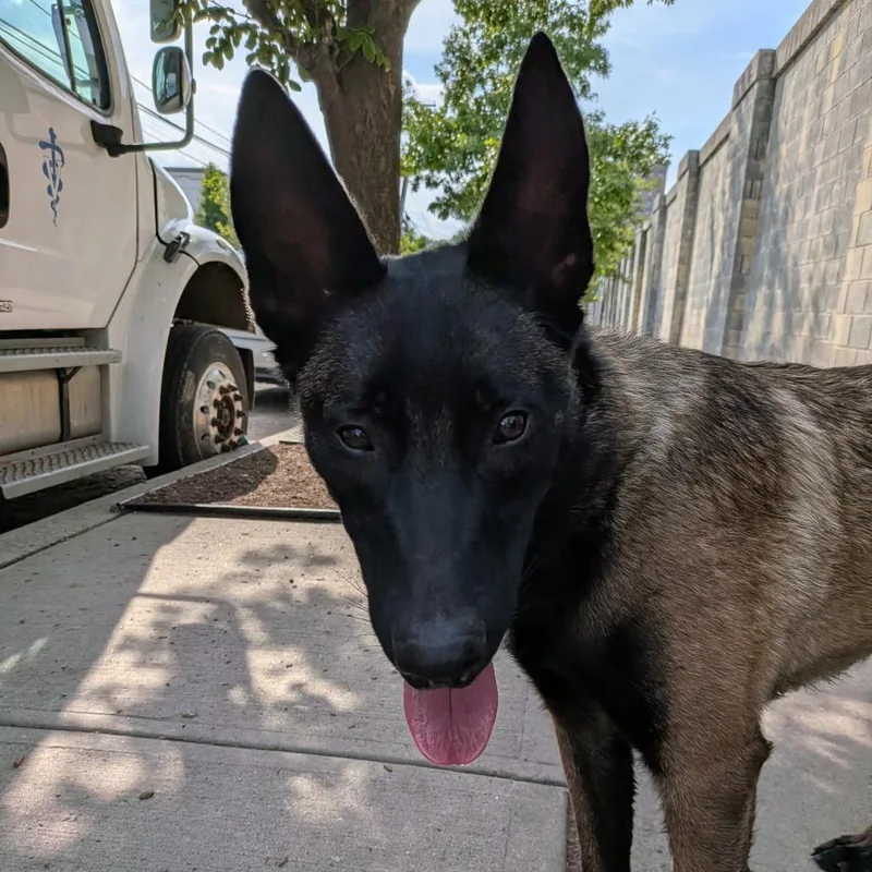 A baby large-sized female Brown / Chocolate Belgian Shepherd / Malinois dog named Sahara for adoption in Newark, NJ