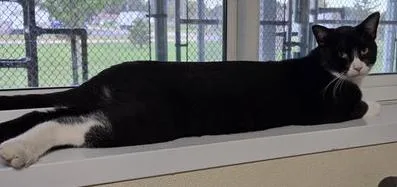A young large-sized male Black & White / Tuxedo Domestic Short Hair cat named Bo for adoption in Minneapolis, MN