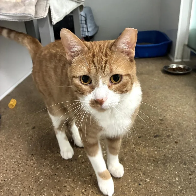 A young large-sized male Orange / Red Domestic Short Hair cat named Lionel for adoption in Skokie, IL