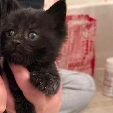 A baby small-sized male Black Domestic Medium Hair cat named Buddy for adoption in Estacada, OR