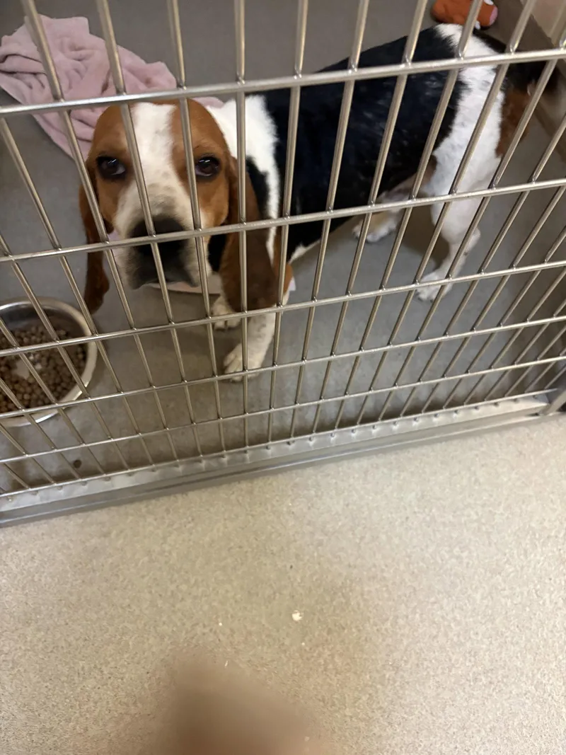 An adult small-sized male Beagle dog named Waylon for adoption in Sanford, FL