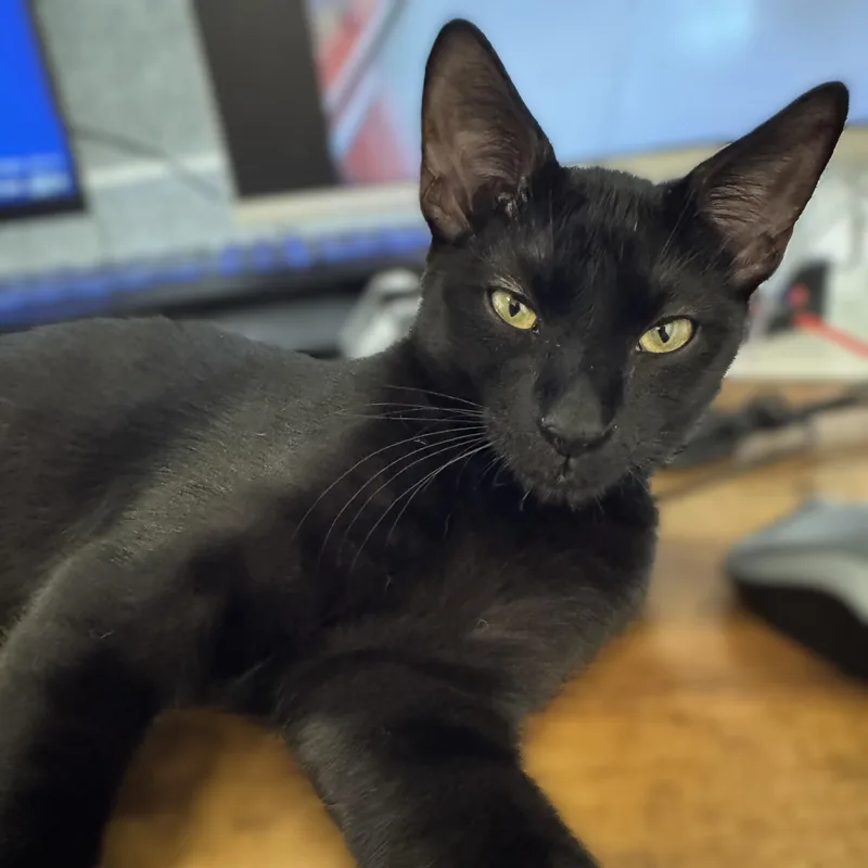 An adult medium-sized female Black Bombay cat named Theodora Bombay Mix for adoption in Allen, TX