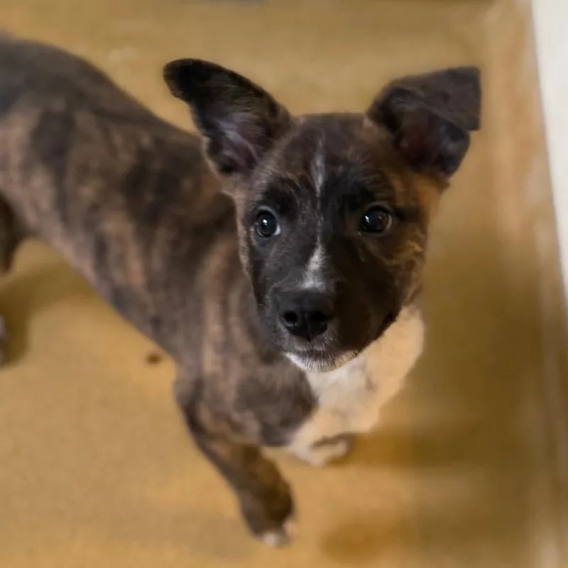 A baby small-sized male Brown / Chocolate Mixed Breed dog named Milk for adoption in Asheville, NC
