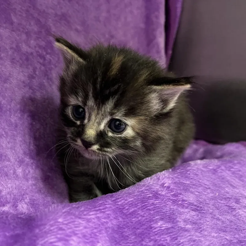 A baby small-sized female Brown / Chocolate Domestic Medium Hair cat named Thalia for adoption in Henderson, NV
