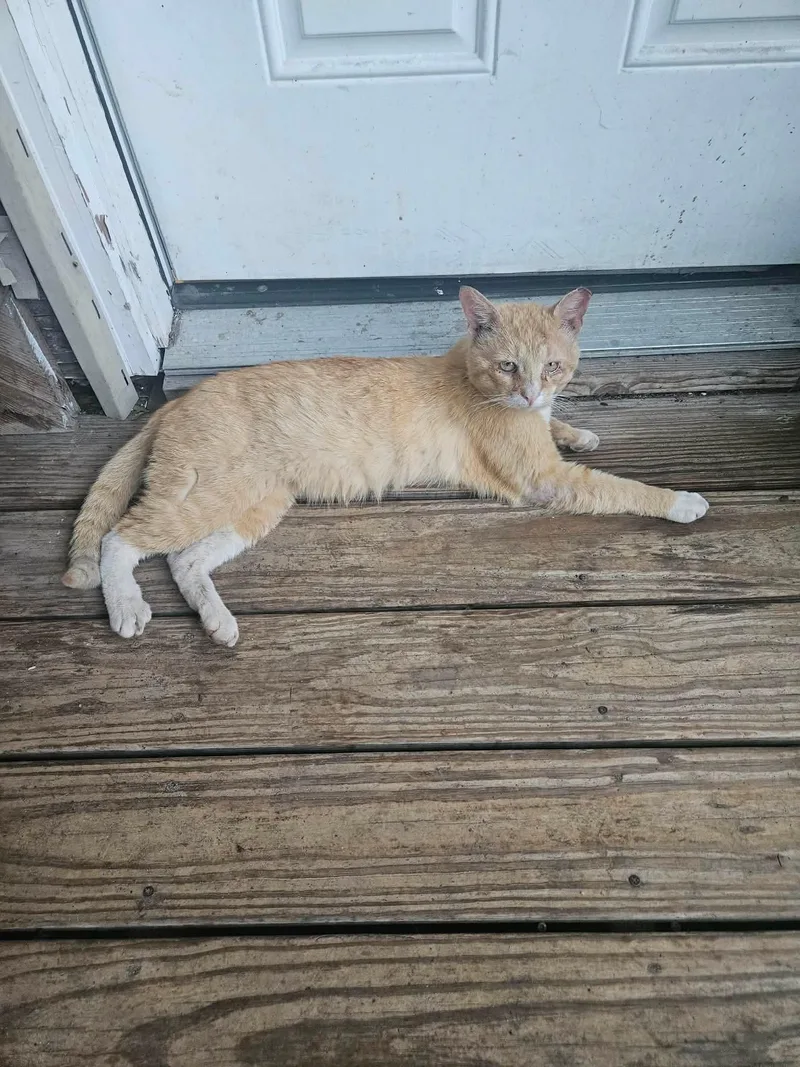 A young medium-sized male Tabby (Orange / Red) American Shorthair cat named Scarface for adoption in East Orange, NJ